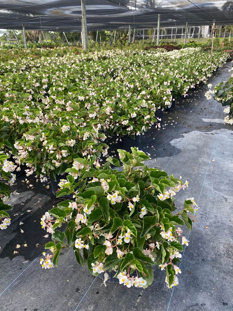 begonia-baby-wing-white