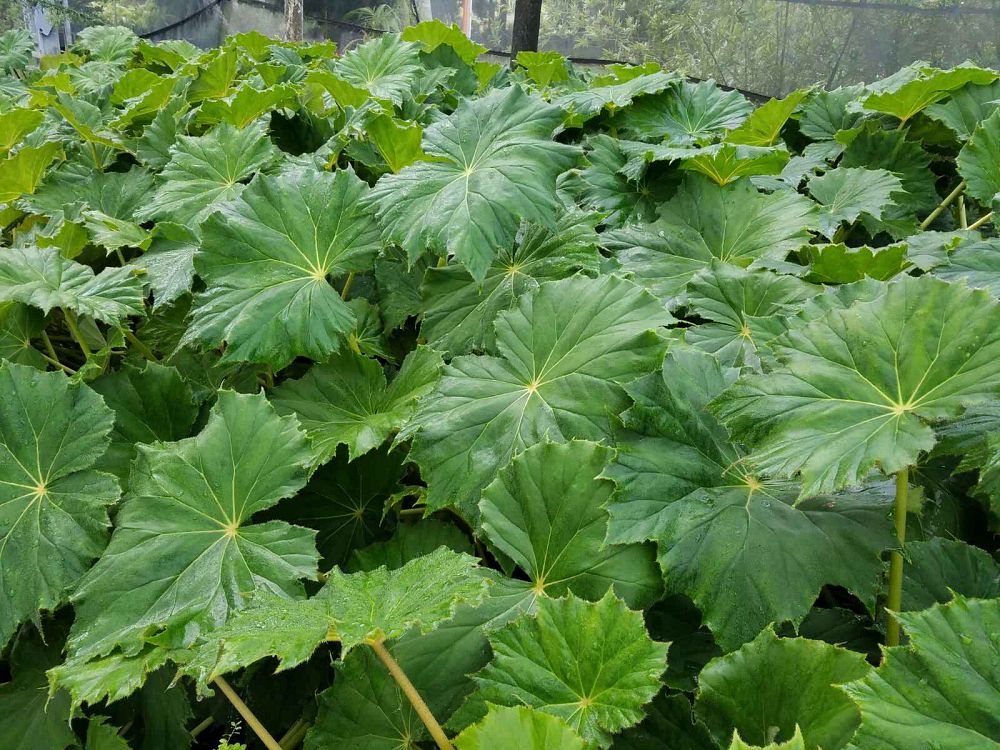 begonia-big-mac