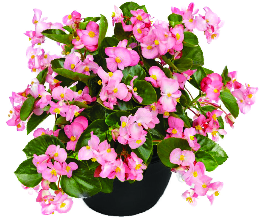 begonia-big-series-pink-green-leaf-wax-begonia