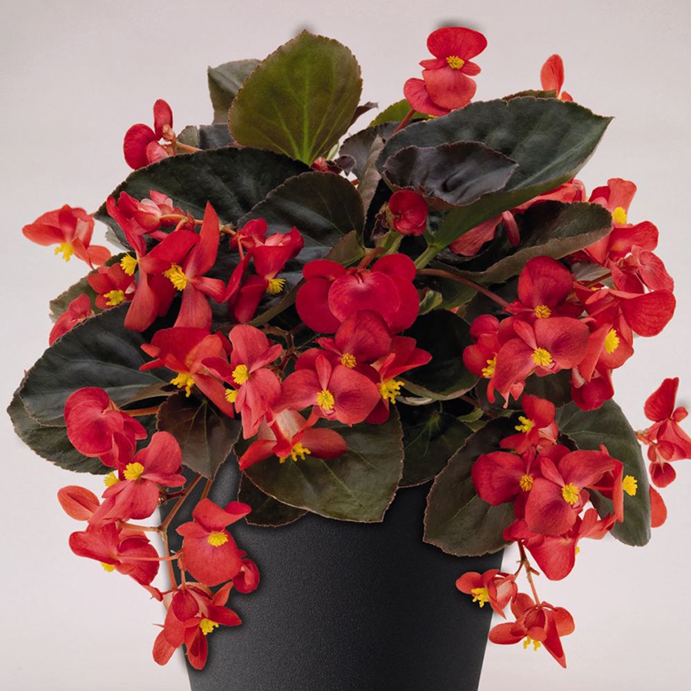 begonia-big-series-red-bronze-leaf-wax-begonia