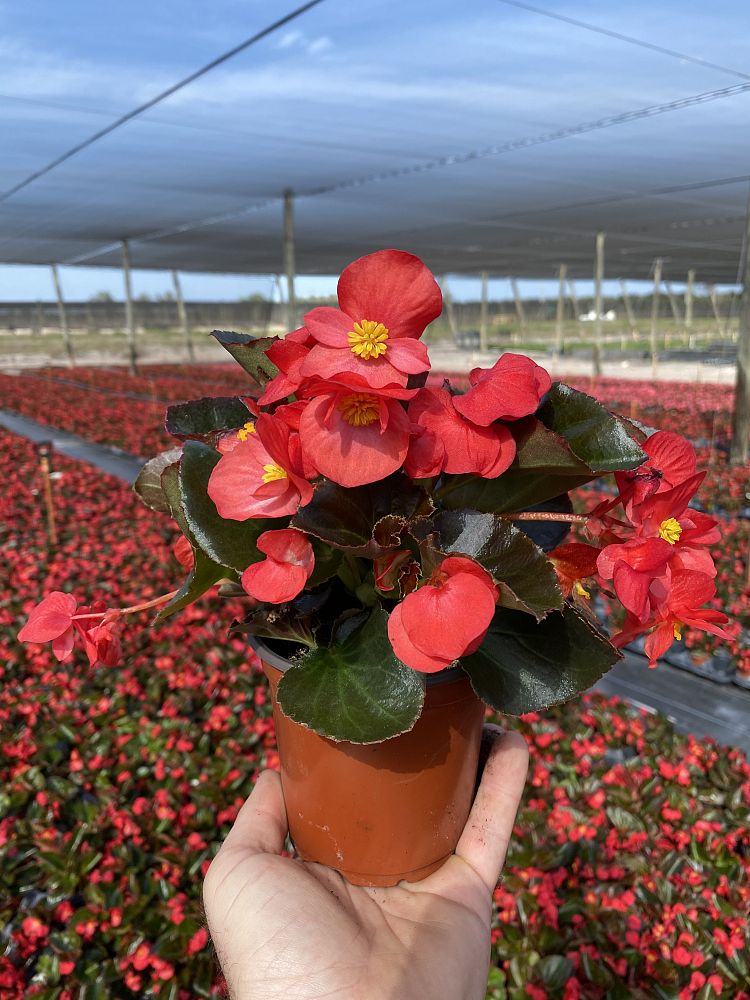 begonia-big-series-red-bronze-leaf-wax-begonia