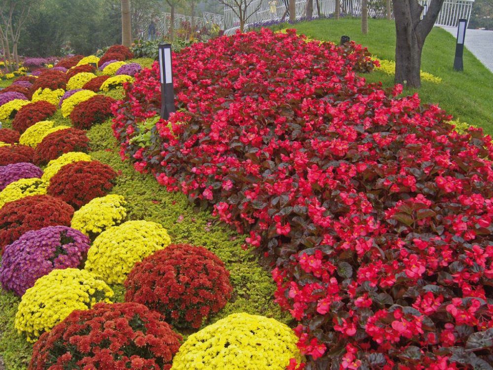 begonia-big-series-red-bronze-leaf-wax-begonia