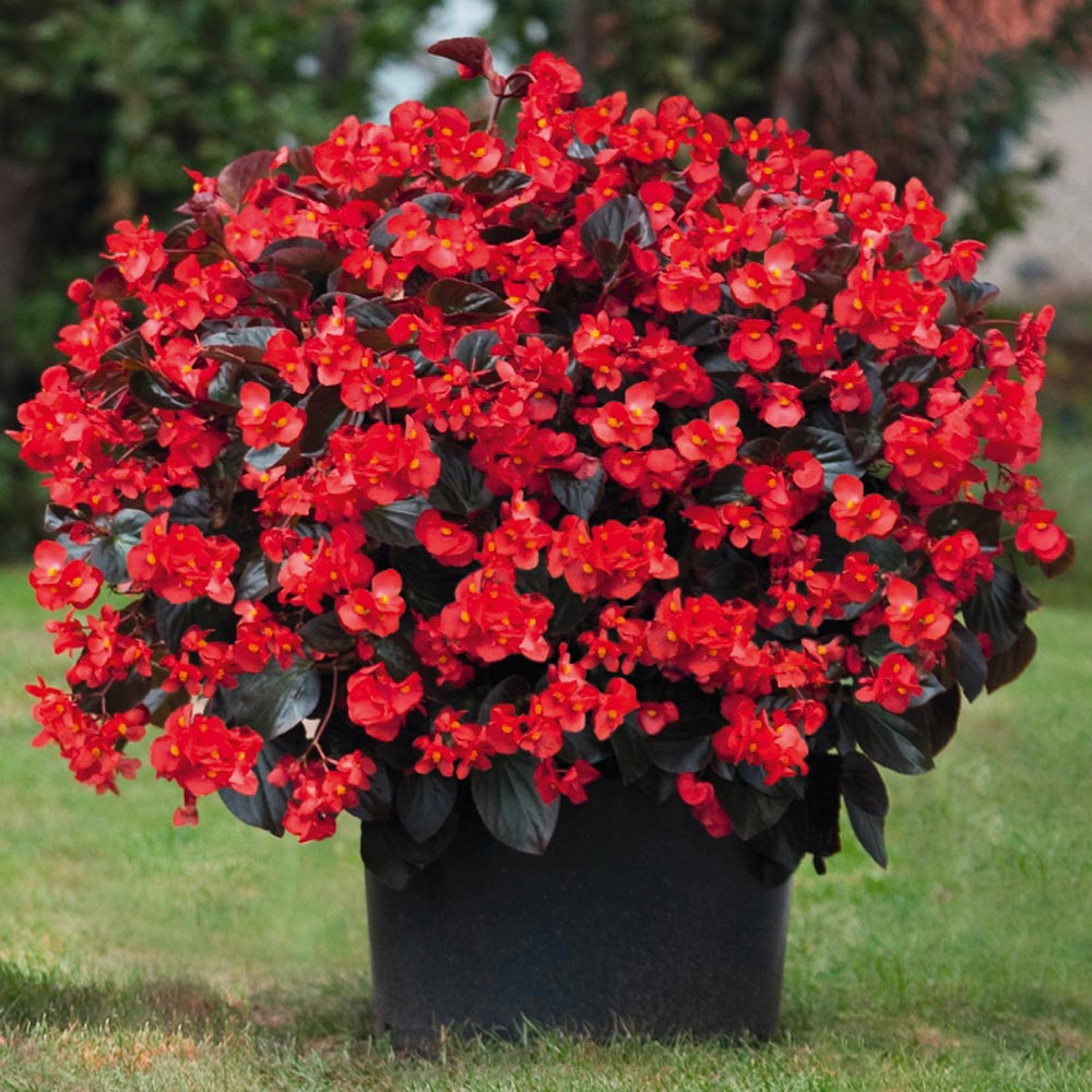 begonia-big-series-red-bronze-leaf-wax-begonia