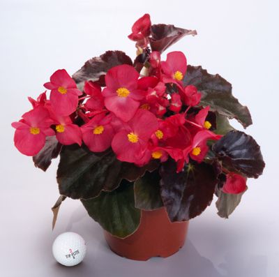 begonia-big-series-red-bronze-leaf-wax-begonia