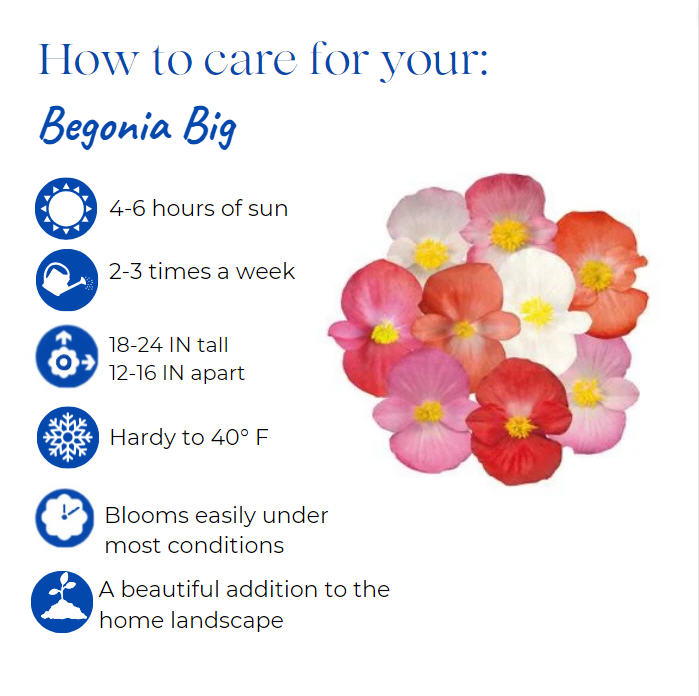 begonia-big-series-red-bronze-leaf-wax-begonia