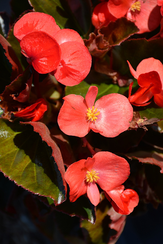 begonia-big-series-red-bronze-leaf-wax-begonia