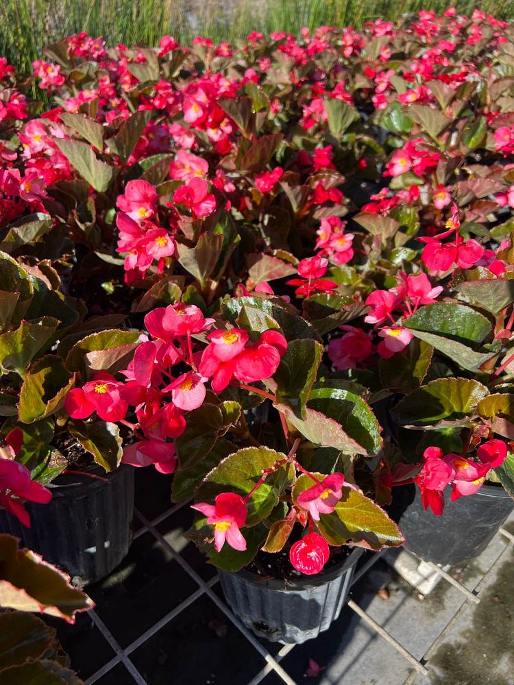 begonia-big-series-red-bronze-leaf-wax-begonia
