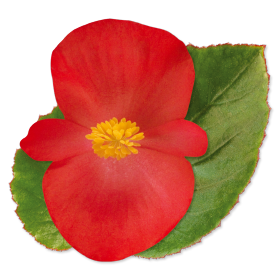 begonia-big-series-red-green-leaf-wax-begonia
