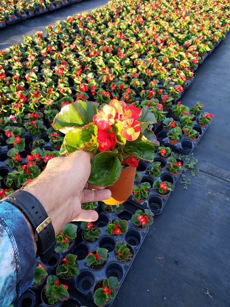 begonia-big-series-red-green-leaf-wax-begonia