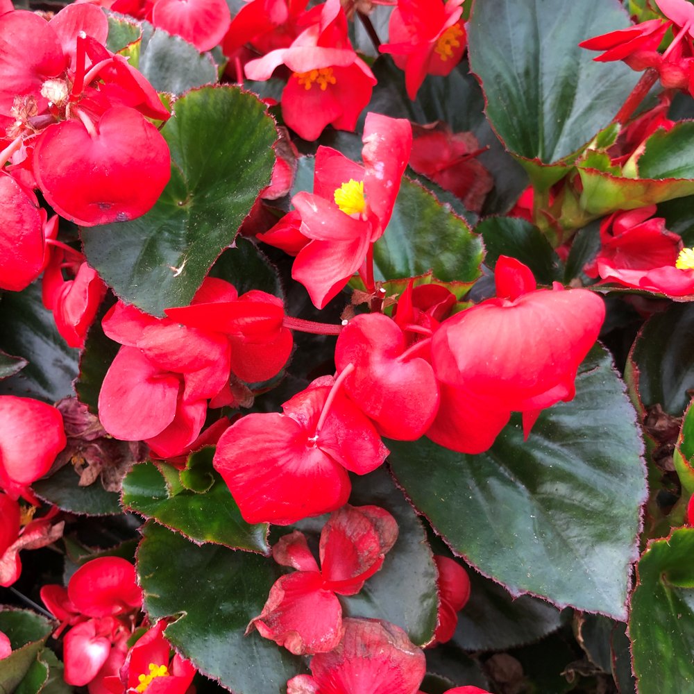 begonia-big-series-red-green-leaf-wax-begonia