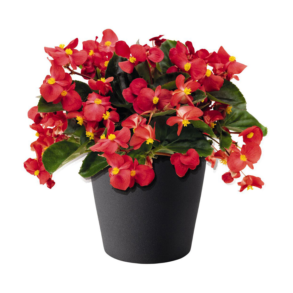 begonia-big-series-red-green-leaf-wax-begonia