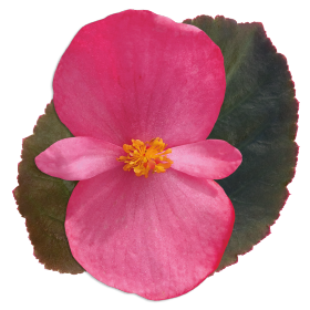 begonia-big-series-rose-bronze-leaf-wax-begonia
