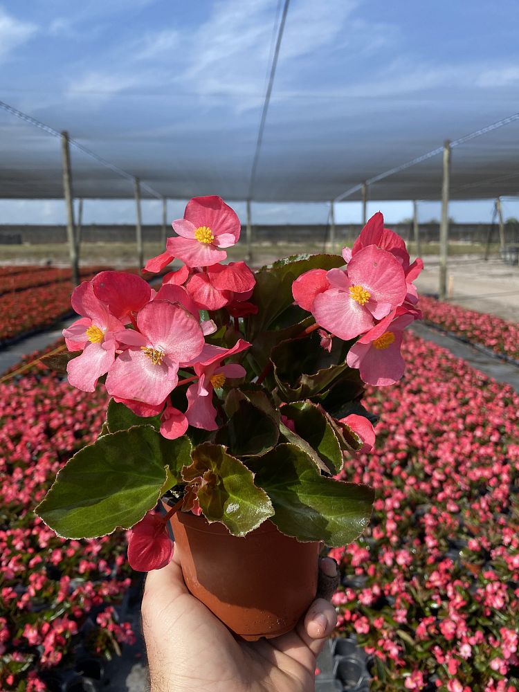 begonia-big-series-rose-bronze-leaf-wax-begonia