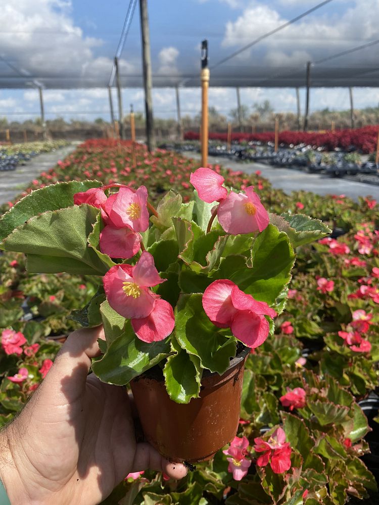 begonia-big-series-rose-bronze-leaf-wax-begonia