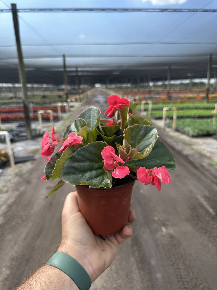 begonia-big-series-rose-bronze-leaf-wax-begonia