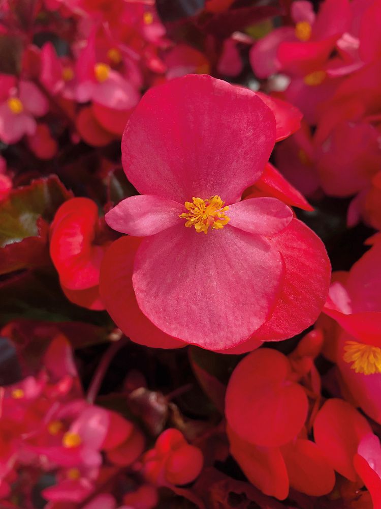 begonia-big-series-rose-bronze-leaf-wax-begonia