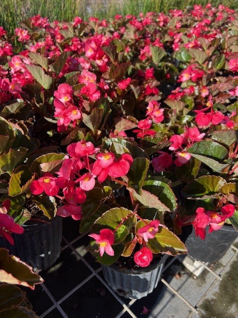 begonia-big-series-rose-bronze-leaf-wax-begonia