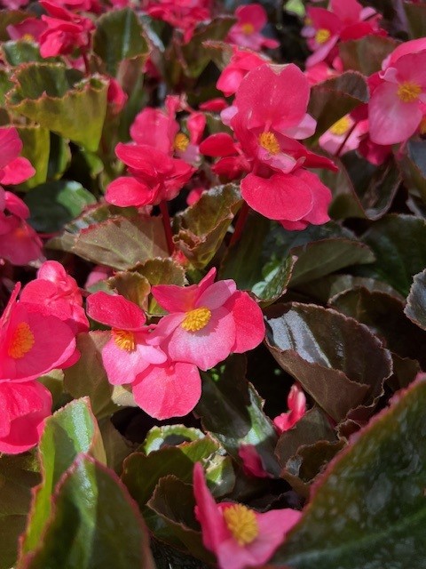 begonia-big-series-rose-bronze-leaf-wax-begonia