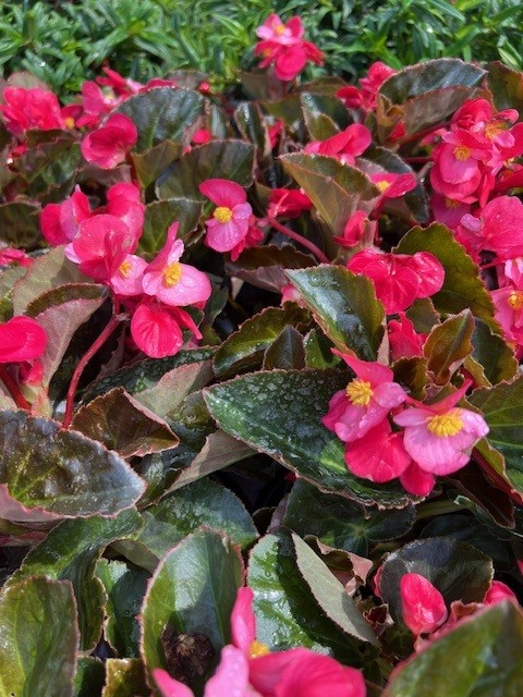 begonia-big-series-rose-bronze-leaf-wax-begonia