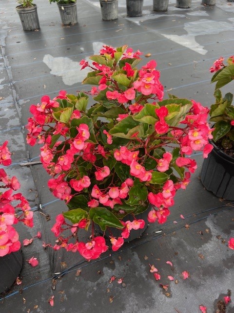 begonia-big-series-rose-bronze-leaf-wax-begonia