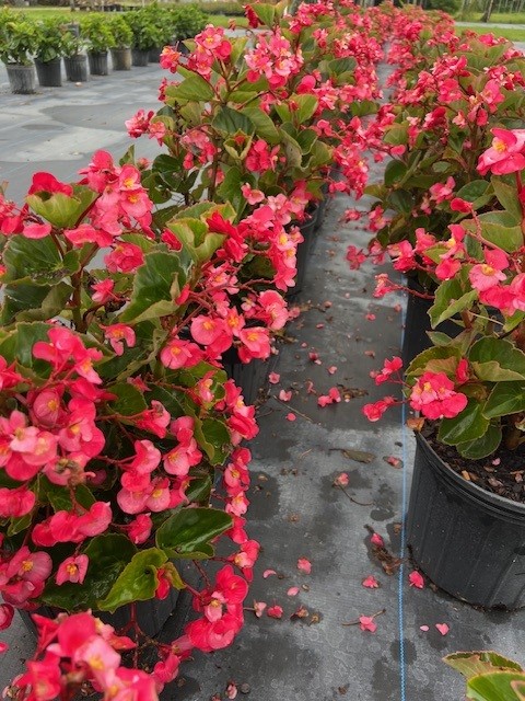 begonia-big-series-rose-bronze-leaf-wax-begonia