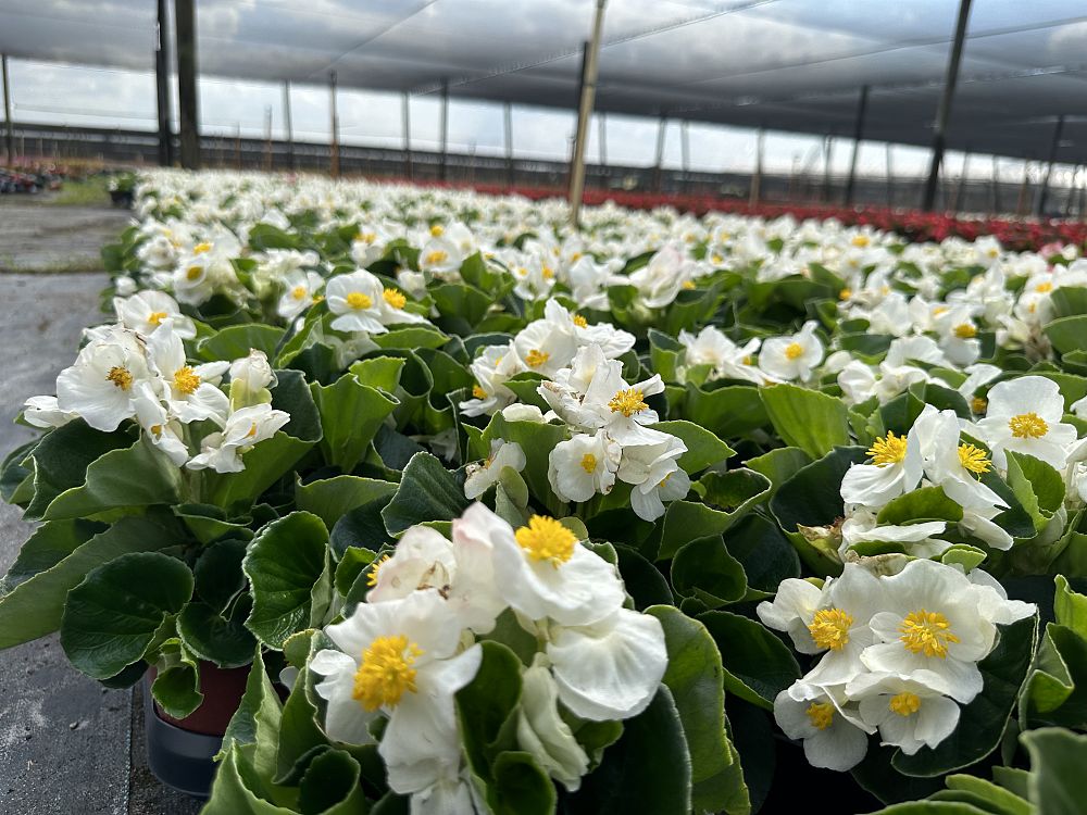begonia-big-series-white-green-leaf-wax-begonia