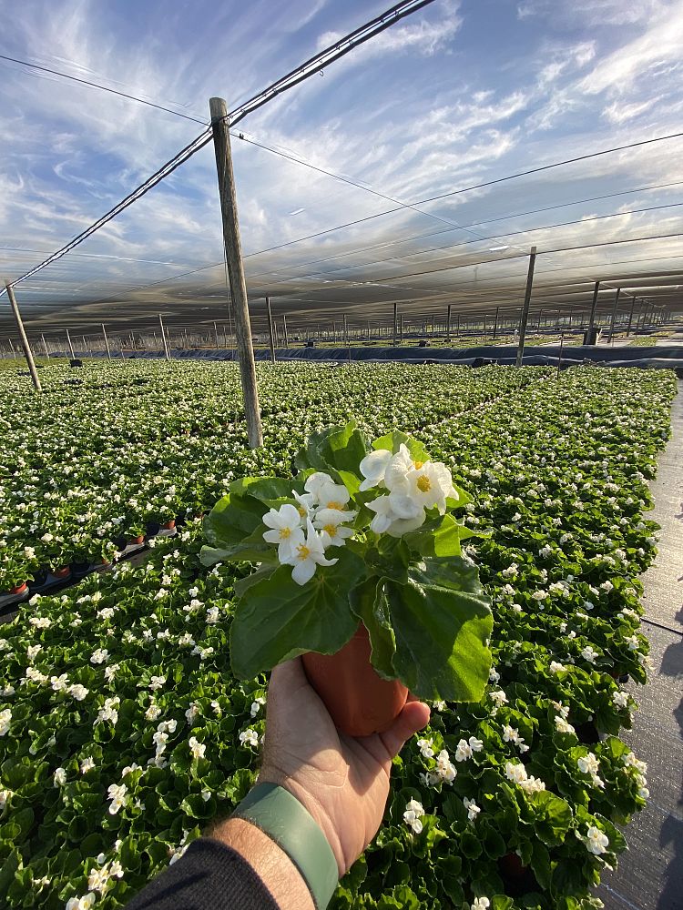 begonia-big-series-white-green-leaf-wax-begonia