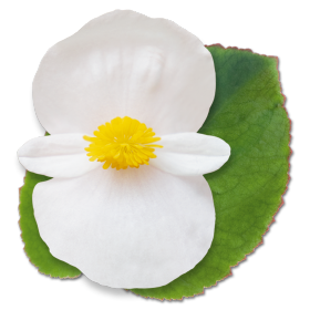 begonia-big-series-white-green-leaf-wax-begonia