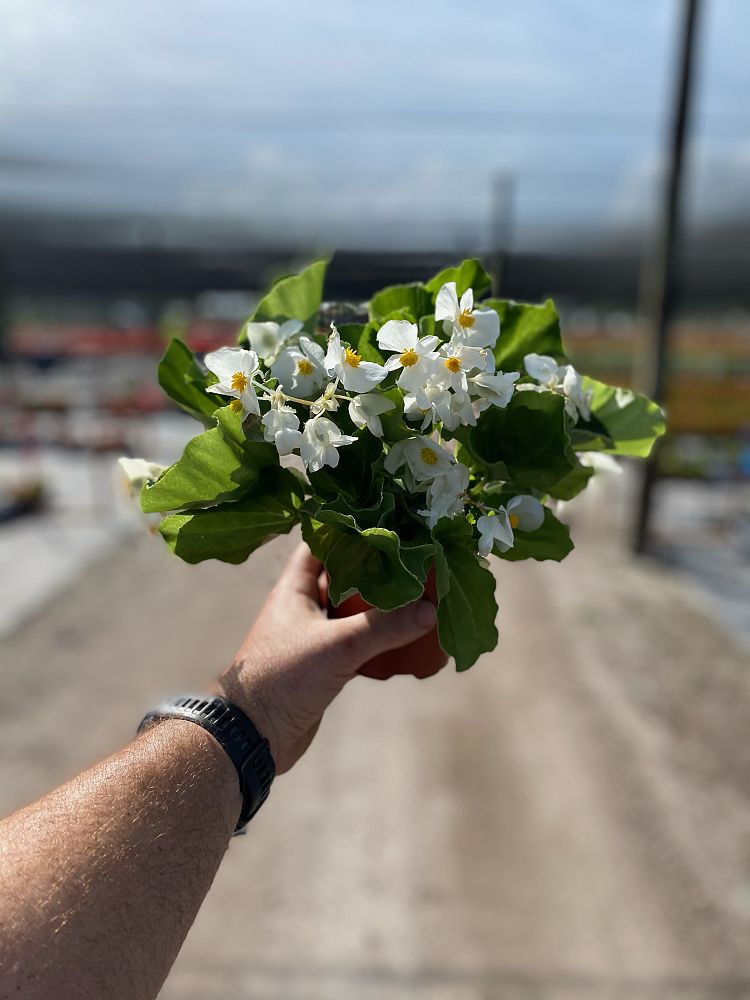 begonia-big-series-white-green-leaf-wax-begonia