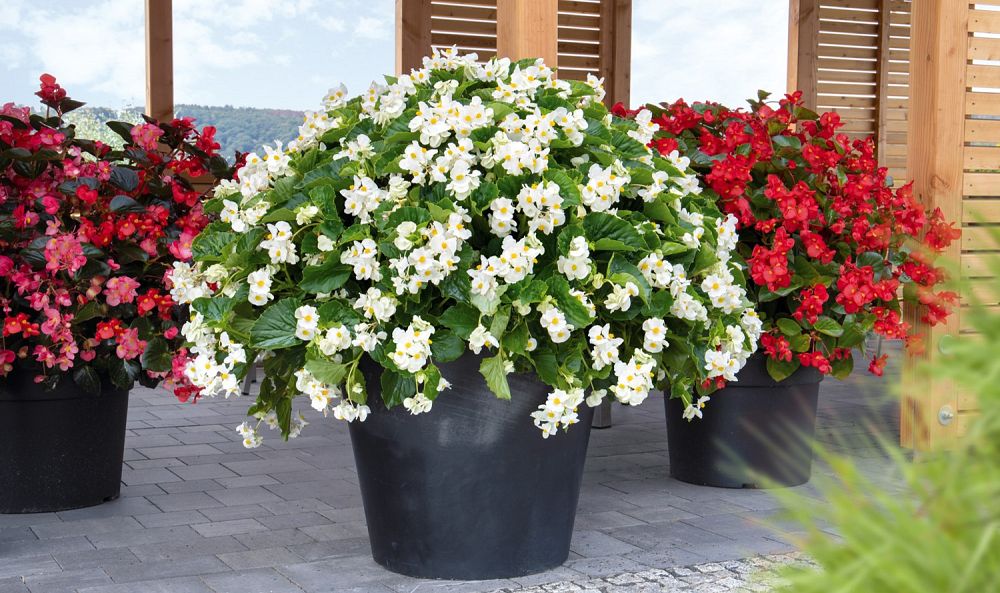 begonia-big-series-white-green-leaf-wax-begonia