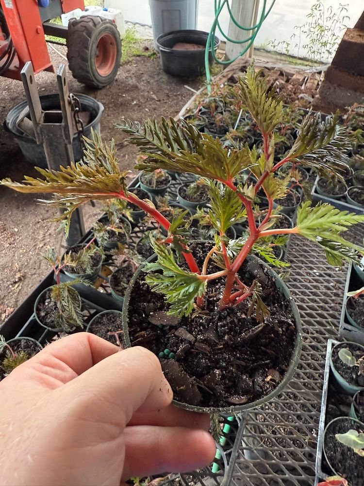 begonia-bipinnatifida