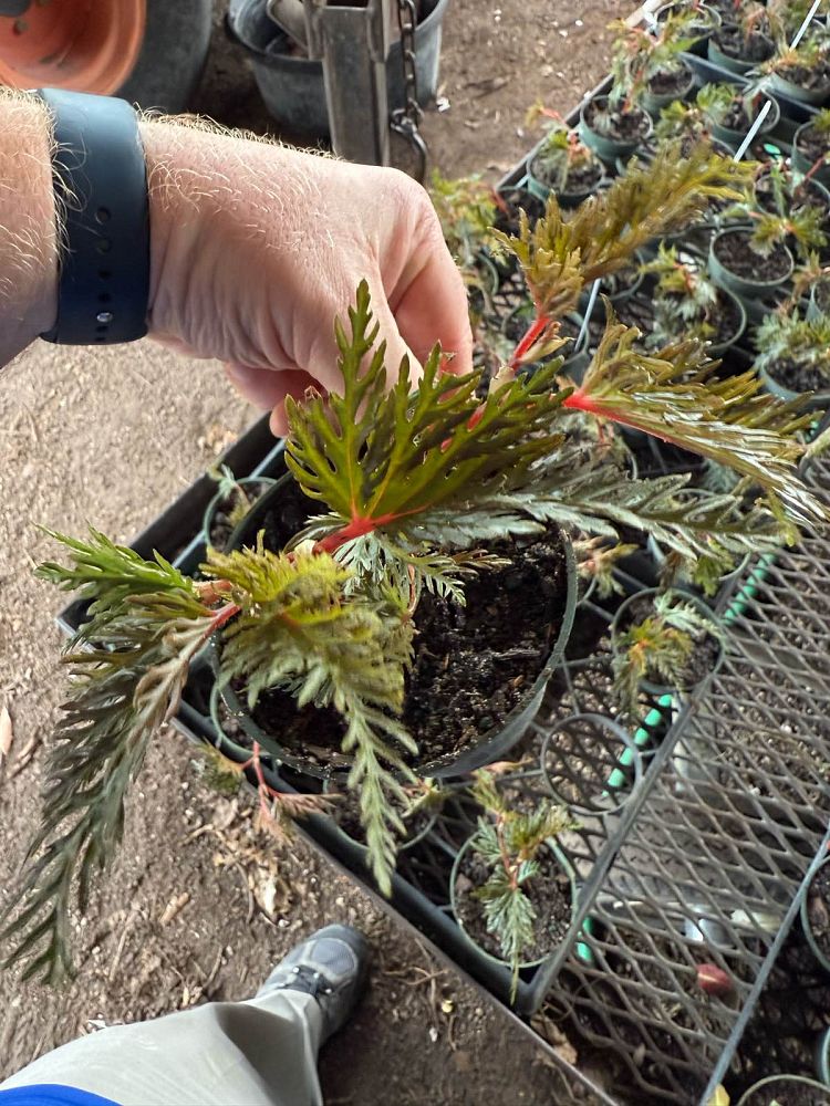 begonia-bipinnatifida