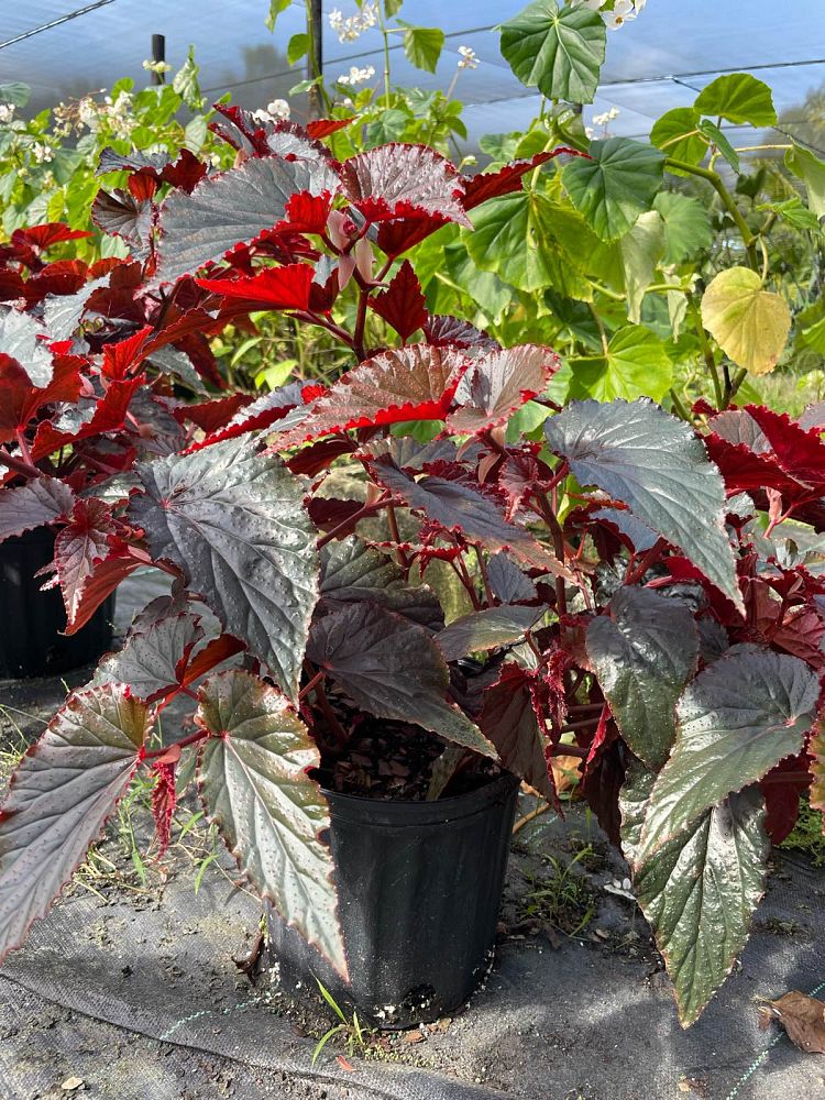 begonia-black-magic