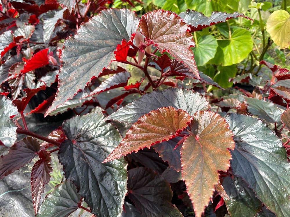 begonia-black-magic