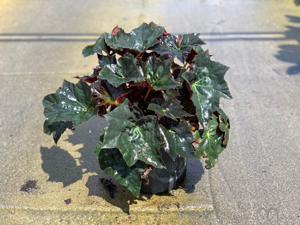 begonia-black-velvet