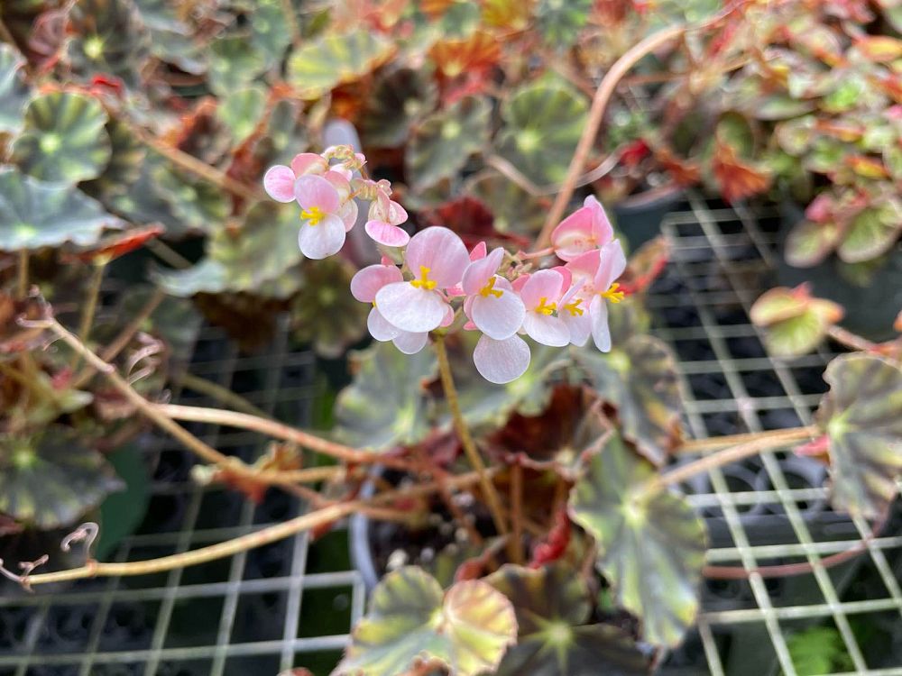 begonia-bowerae-eyelash-begonia
