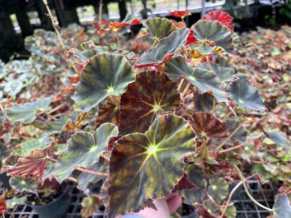 begonia-bowerae-eyelash-begonia