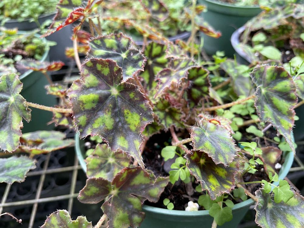 begonia-bowerae-nigromarga