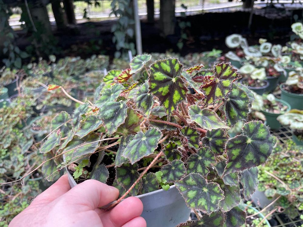 begonia-bowerae-nigromarga
