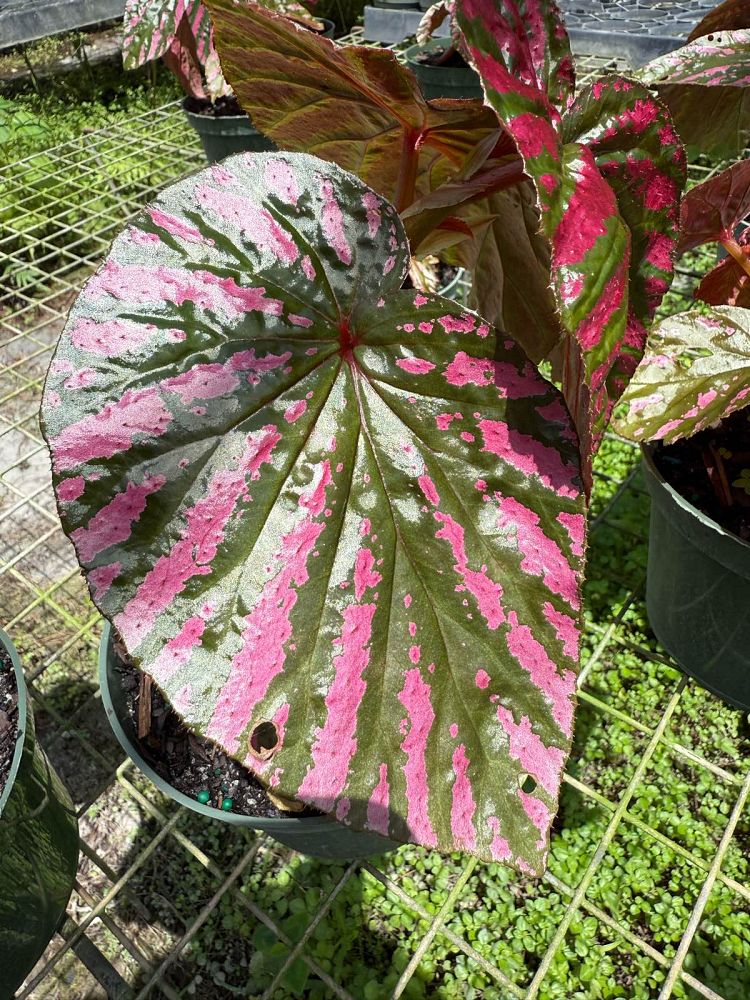 begonia-brevirimosa-exotica-shrub-begonia