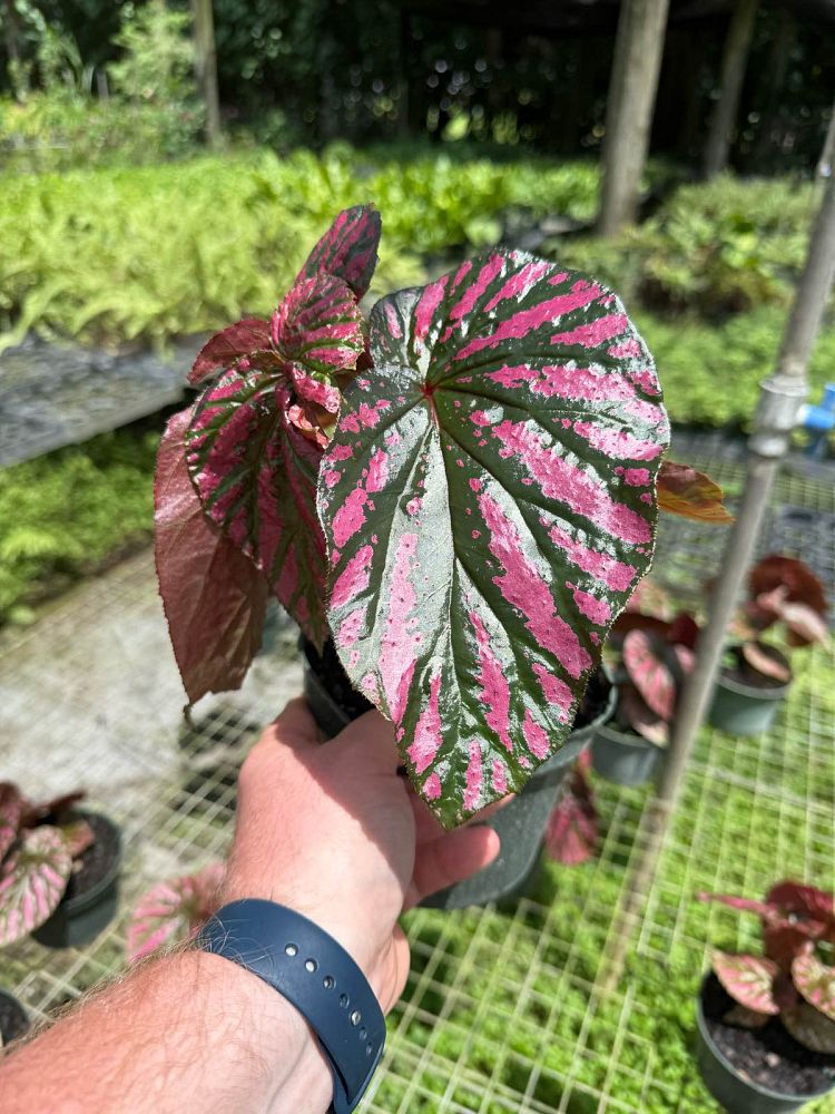 begonia-brevirimosa-exotica-shrub-begonia