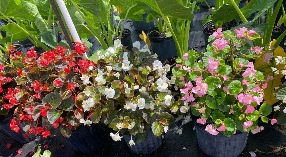 begonia-bronze-leaf