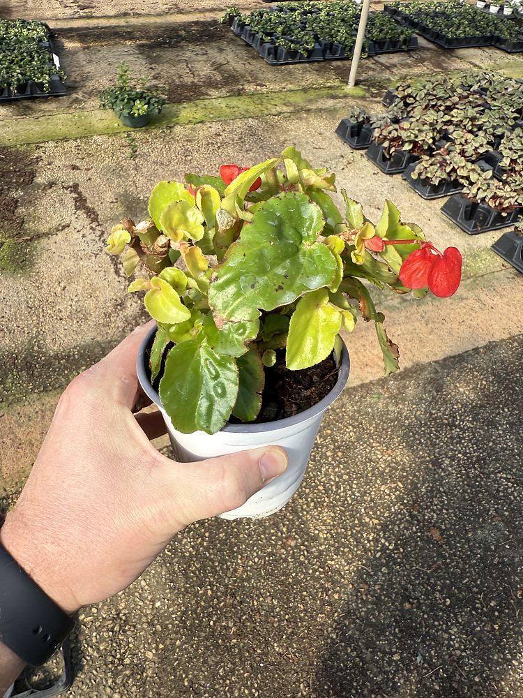 begonia-cane-varieties-angel-wing-begonia-cane-begonia