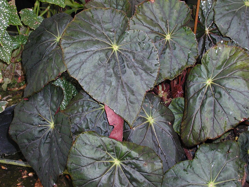 begonia-caribbean-corsair