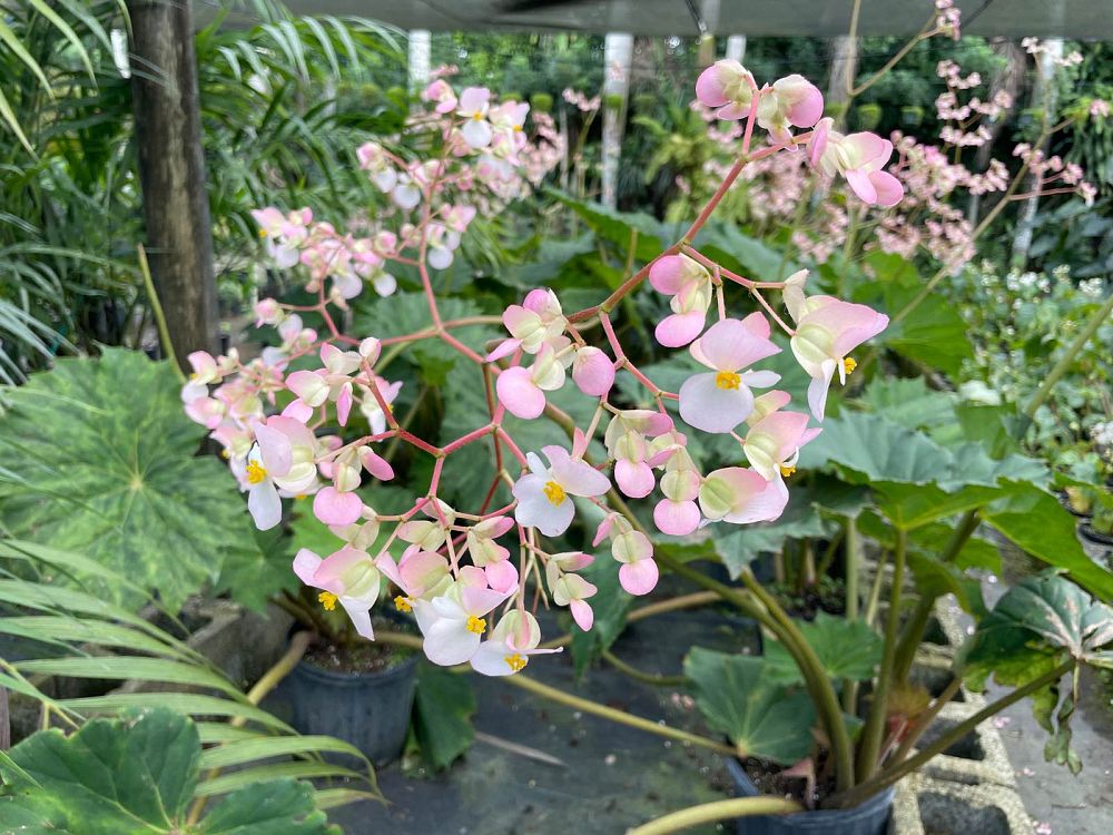 begonia-caribbean-queen
