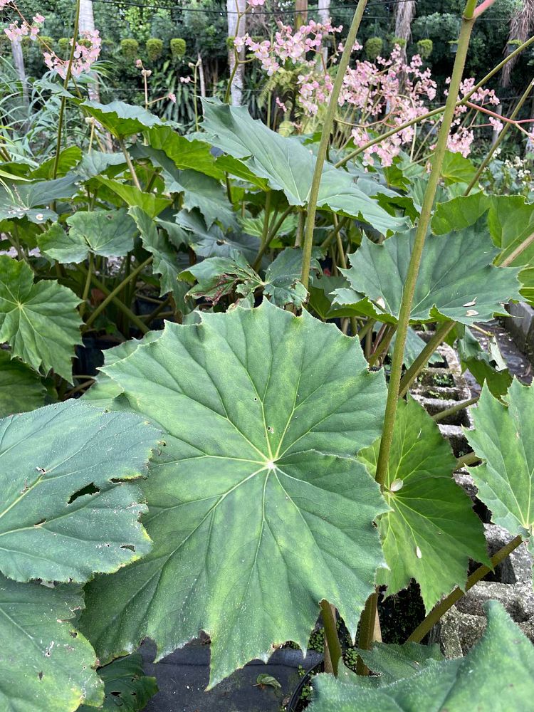 begonia-caribbean-queen