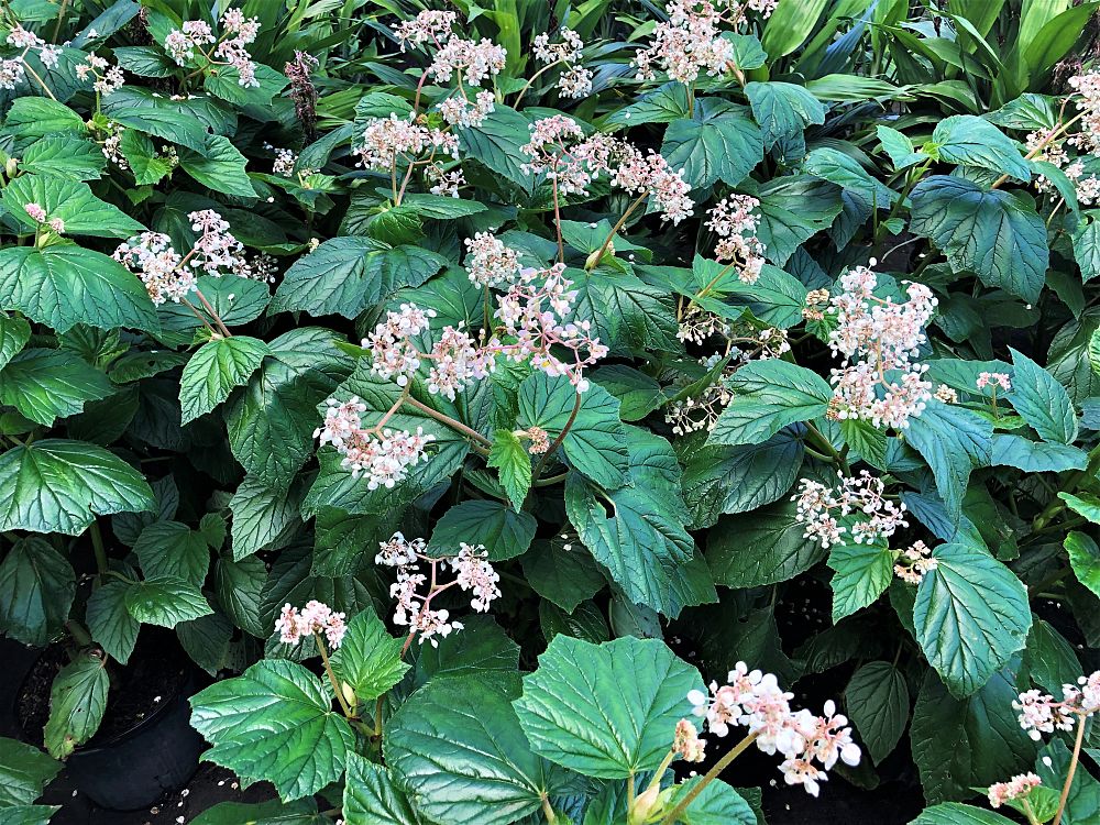 begonia-chuck-jaros