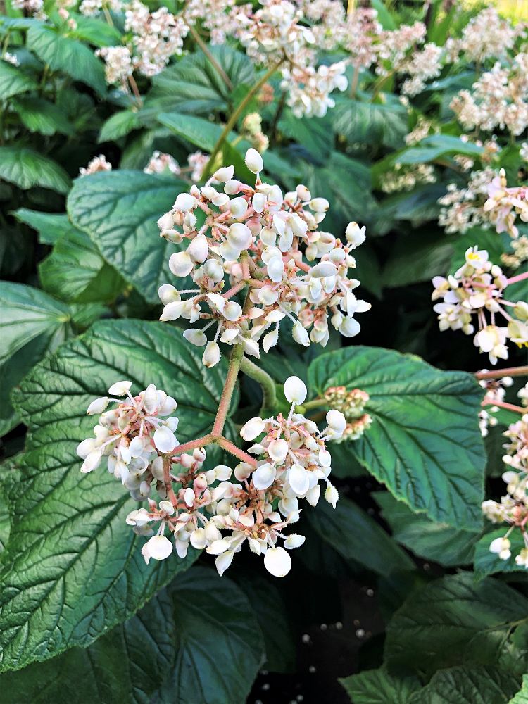 begonia-chuck-jaros