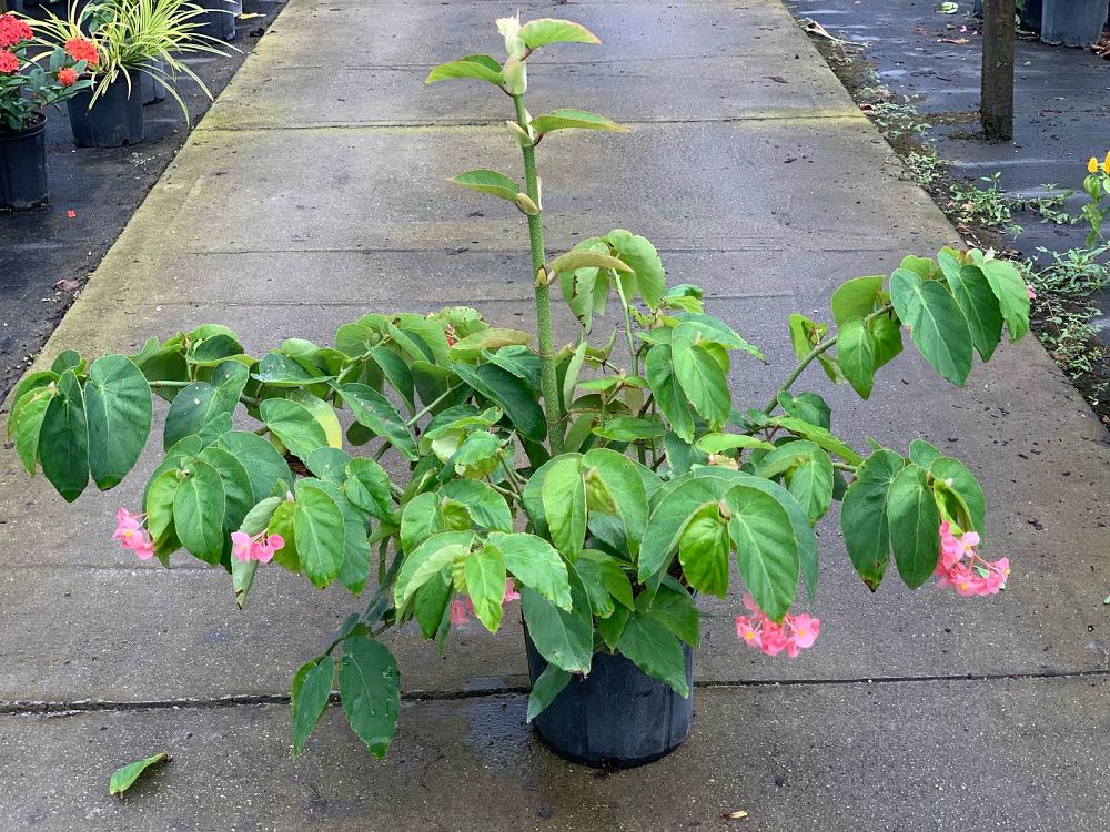 begonia-coccinea-cane-begonia-angel-wing-begonia