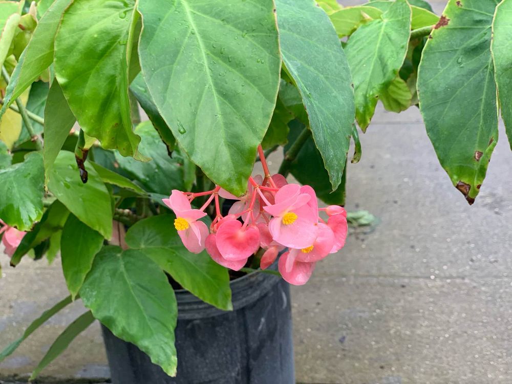 begonia-coccinea-cane-begonia-angel-wing-begonia